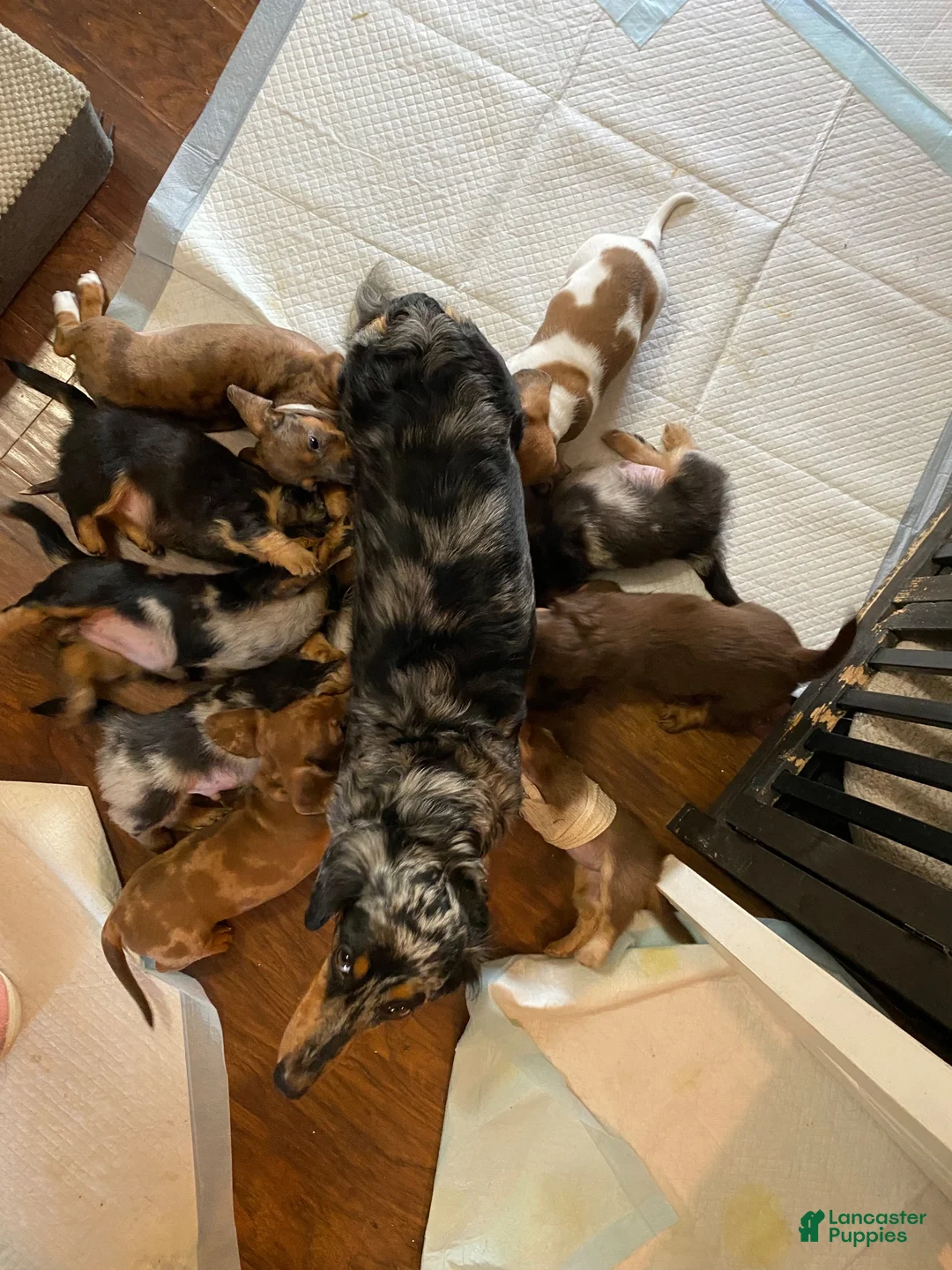 Miniature Dachshund dogs for sale: Arthur 👑 - Ad 19