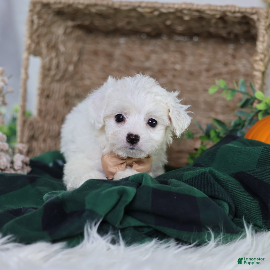 Teddy Bear dogs for sale: Jinko (Mini size) - Ad 4