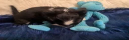 Chihuahua dogs for sale: Medium Coat  Apple Head Panda  Only One Left   - Ad 5