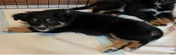 Australian Shepherd dogs for sale: Australian Shepherd 1 - Ad 2