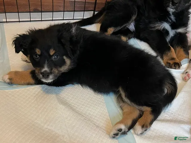 Australian Shepherd dogs for sale: Australian Shepherd 1 - Ad 2