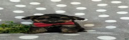 Yorkiepoo dogs for sale: Conroy - Ad 5