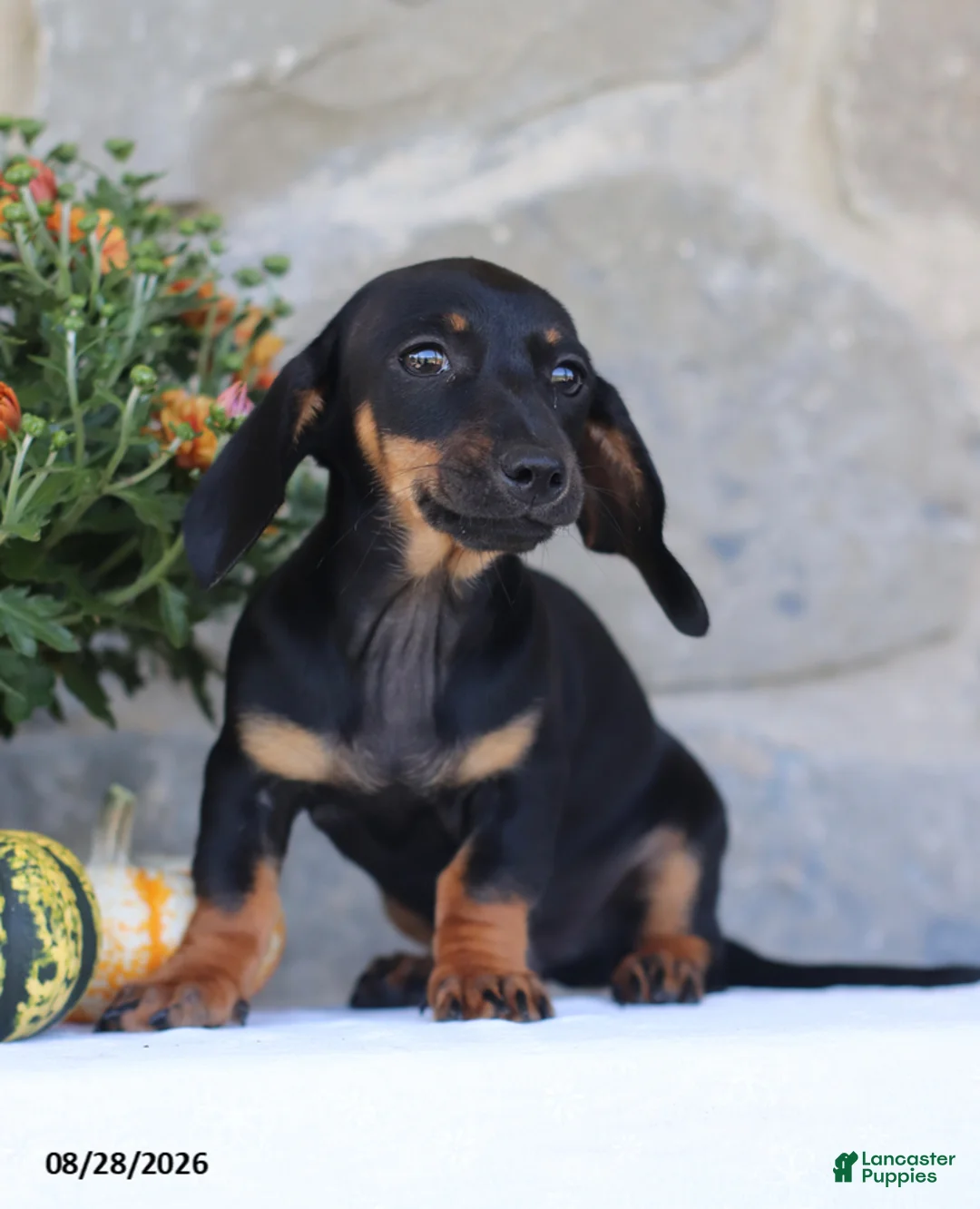 Dachshund dogs for sale: Sasha - Ad 2