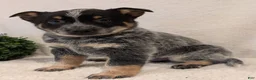 Australian Cattle Dog dogs for sale: Jack  - Ad 12