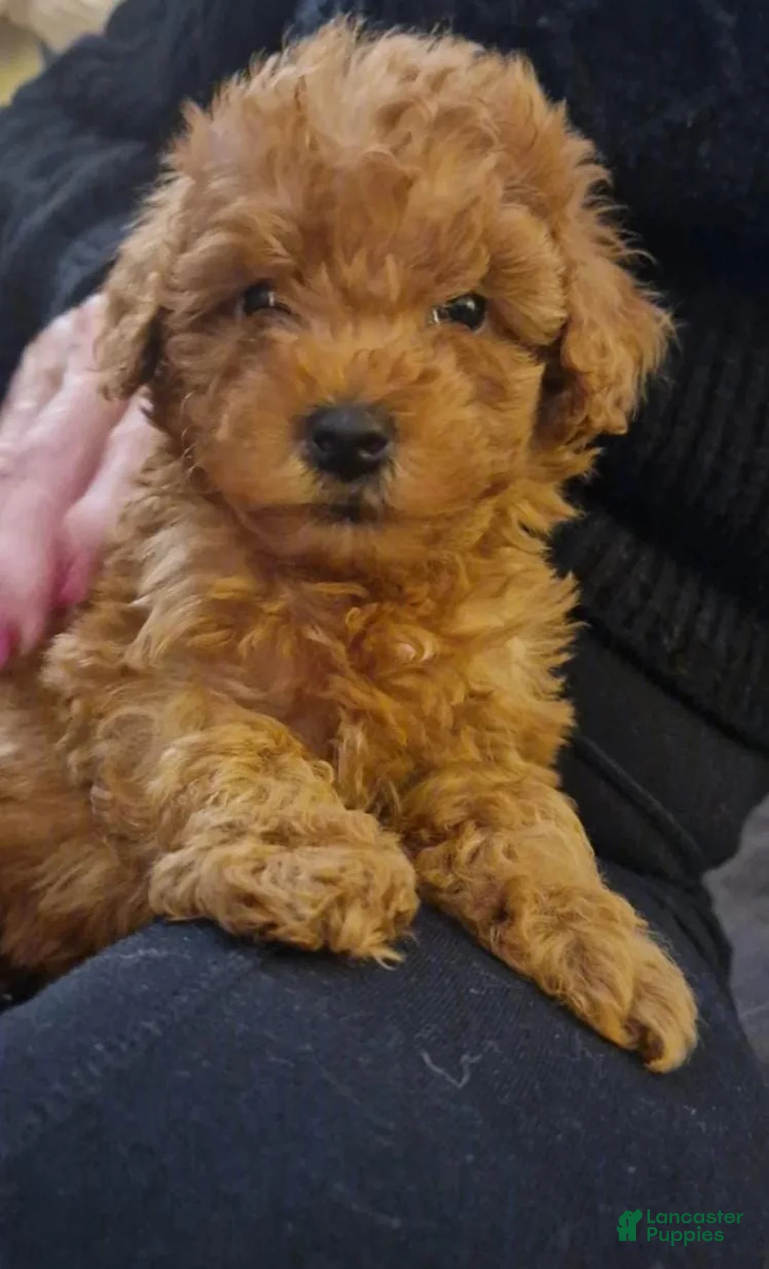 Maltipoo dogs for sale: Stacy - Ad 9