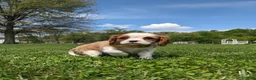 Cavalier King Charles Spaniel dogs for sale: Krissie - Ad 6