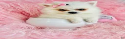 Pomeranian dogs for sale: Pomeranian Puppy 1 - Ad 2
