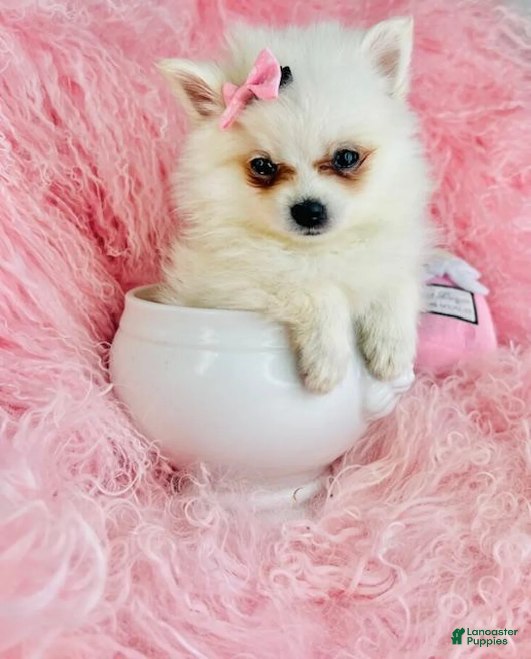 Pomeranian dogs for sale: Pomeranian Puppy 1 - Ad 2