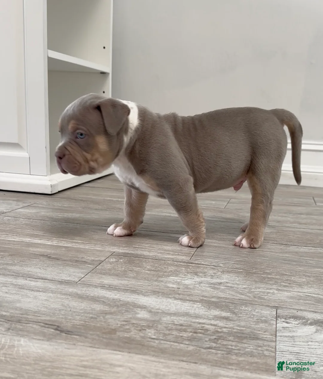 American Bully dogs for sale: American Bully Puppy 2 - Ad 2