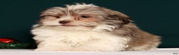 Havanese dogs for sale: Drew - Ad 9