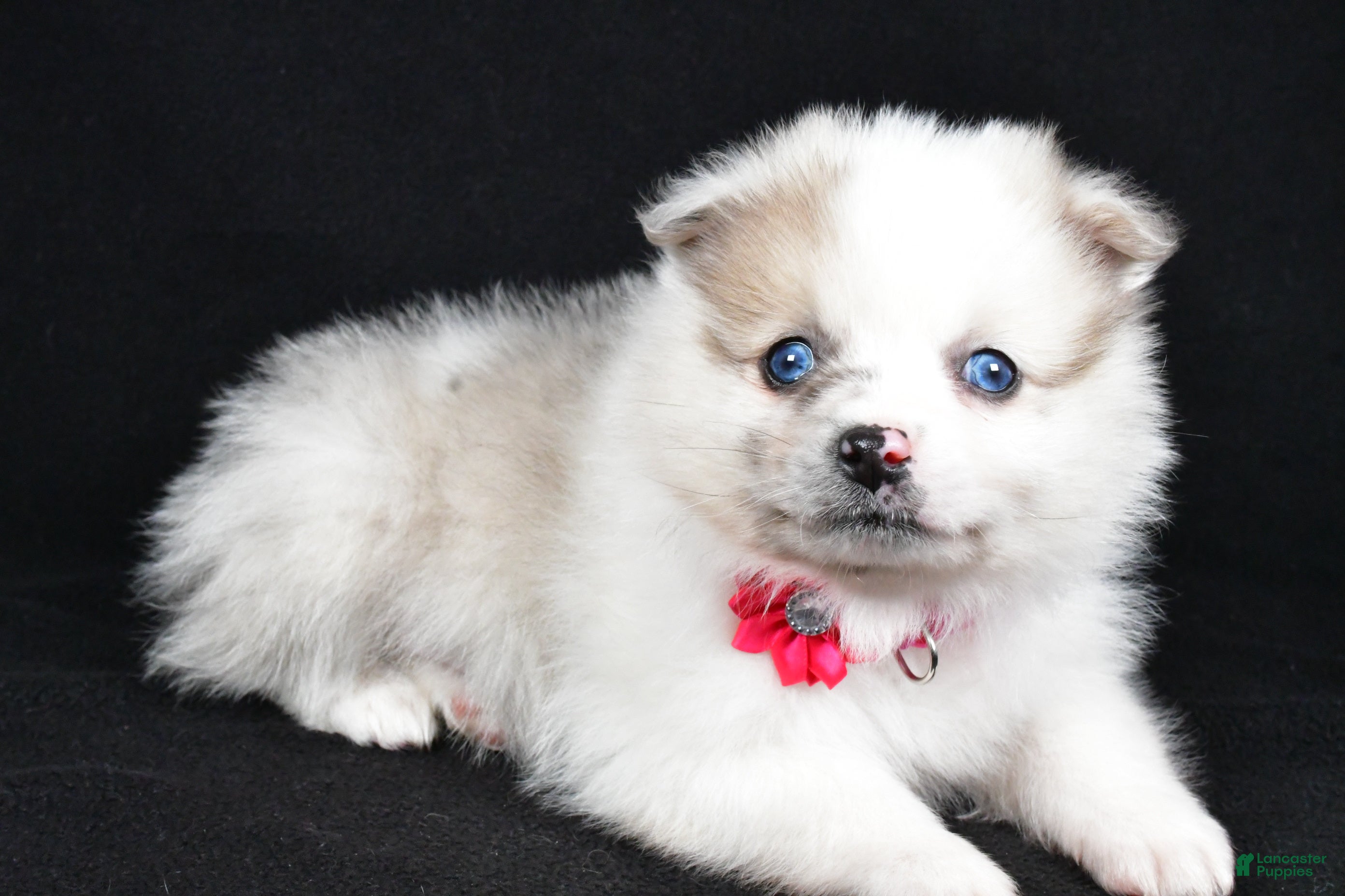 Pomeranian dogs Maple - Ad 13