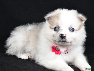 Pomeranian dogs Maple - Ad 13