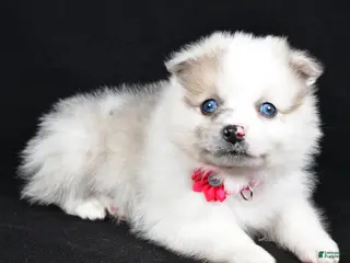 Pomeranian dogs Maple - Ad 30