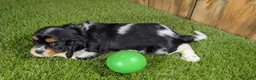 Cavalier King Charles Spaniel dogs for sale: Bessie Boy 2 - Ad 5