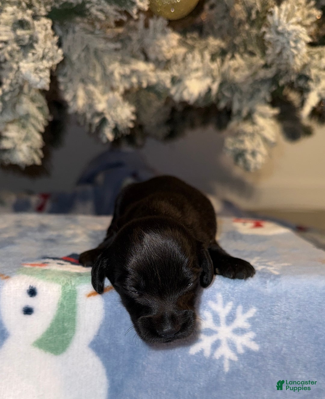 Miniature Dachshund dogs for sale: Dustin - Ad 7