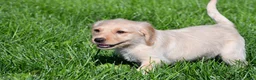 Labradoodle dogs for sale: Sadie - Ad 9