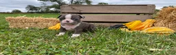 Boston Terrier dogs for sale: Gem - Ad 6