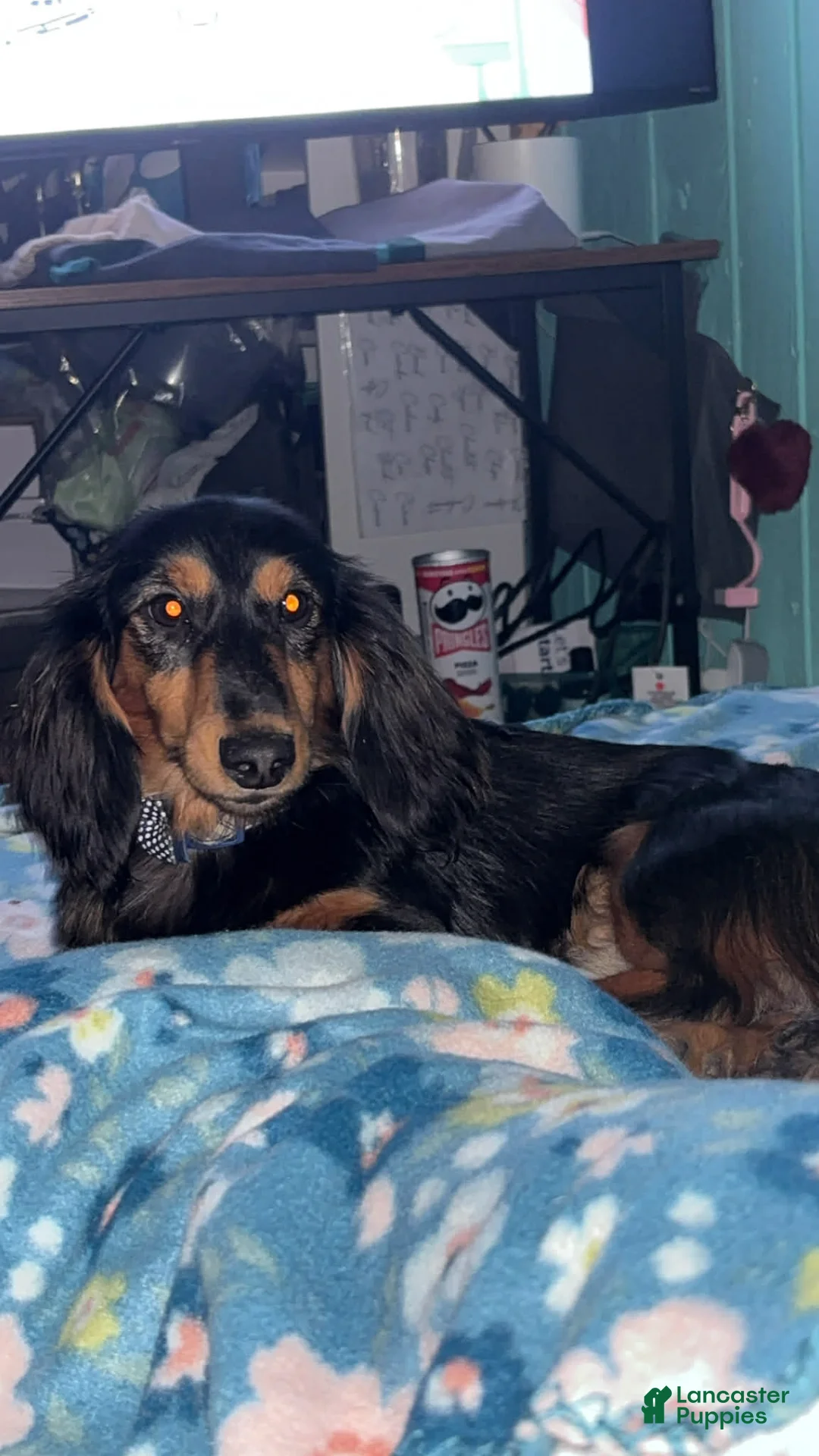 Dachshund dogs for sale: Dachshund Puppy 1 - Ad 1