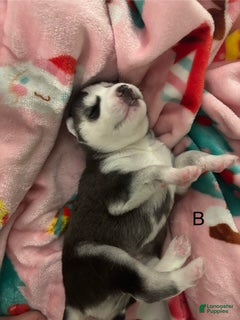 Siberian Husky dogs Siberian Husky Puppy 5 - Ad 5