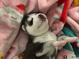 Siberian Husky dogs Siberian Husky Puppy 5 - Ad 5