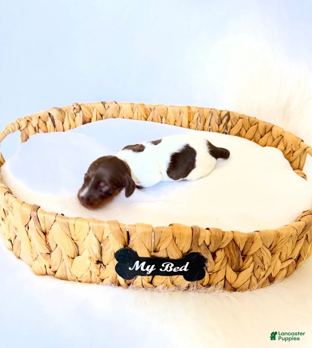 Miniature Dachshund dogs for sale: Cassie - Ad 5