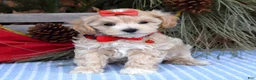 Maltipoo dogs for sale: Missy - Ad 2