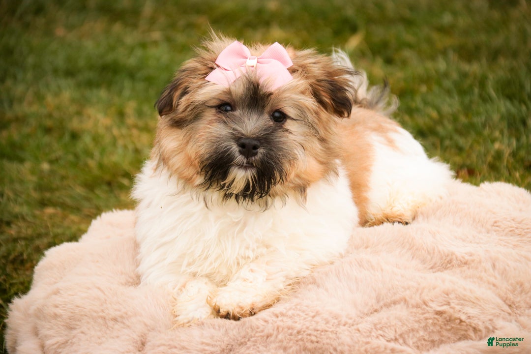 Havanese dogs for sale: Bella Rose - Ad 8