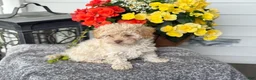 Mixed Breed dogs for sale: Quinn - Ad 10