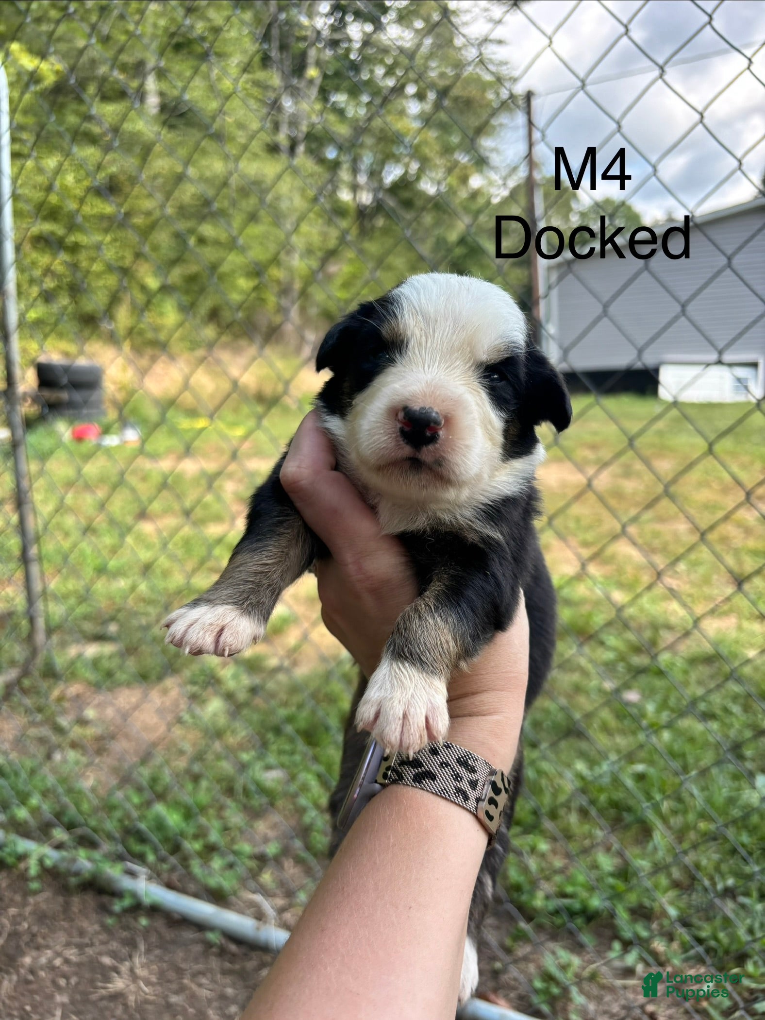 Mixed Breed dogs Mixed Breed 4 - Ad 1
