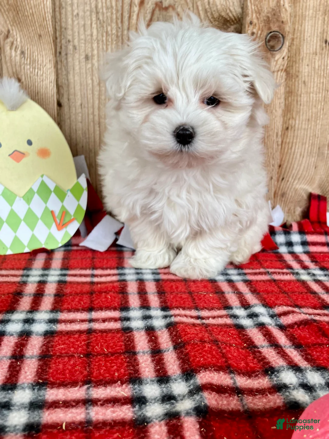 Maltese dogs for sale: Ollie - Ad 2