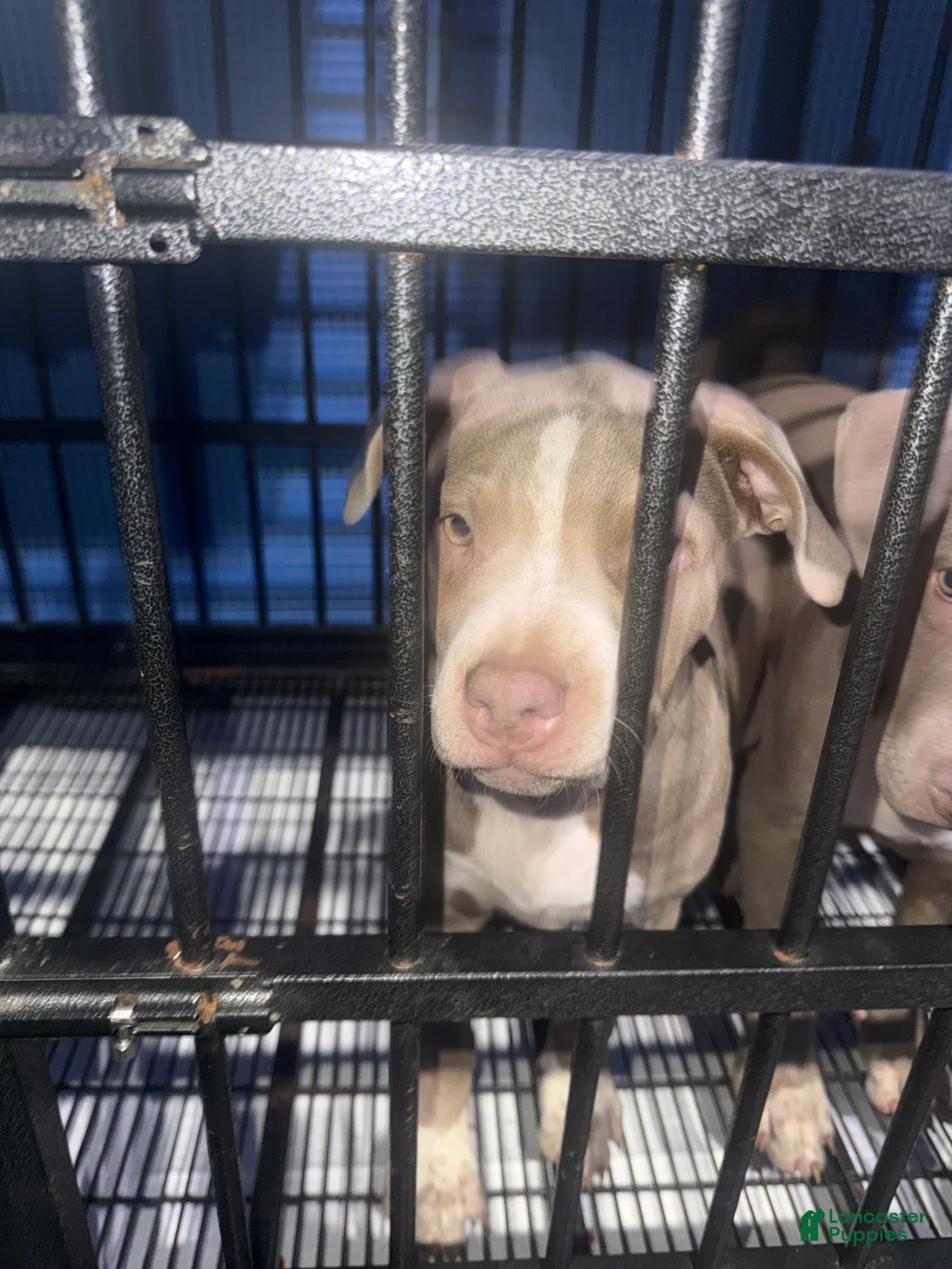 American Bully dogs for sale: American Bully 1 - Ad 1