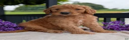 Goldendoodle dogs for sale: Parker - Ad 20