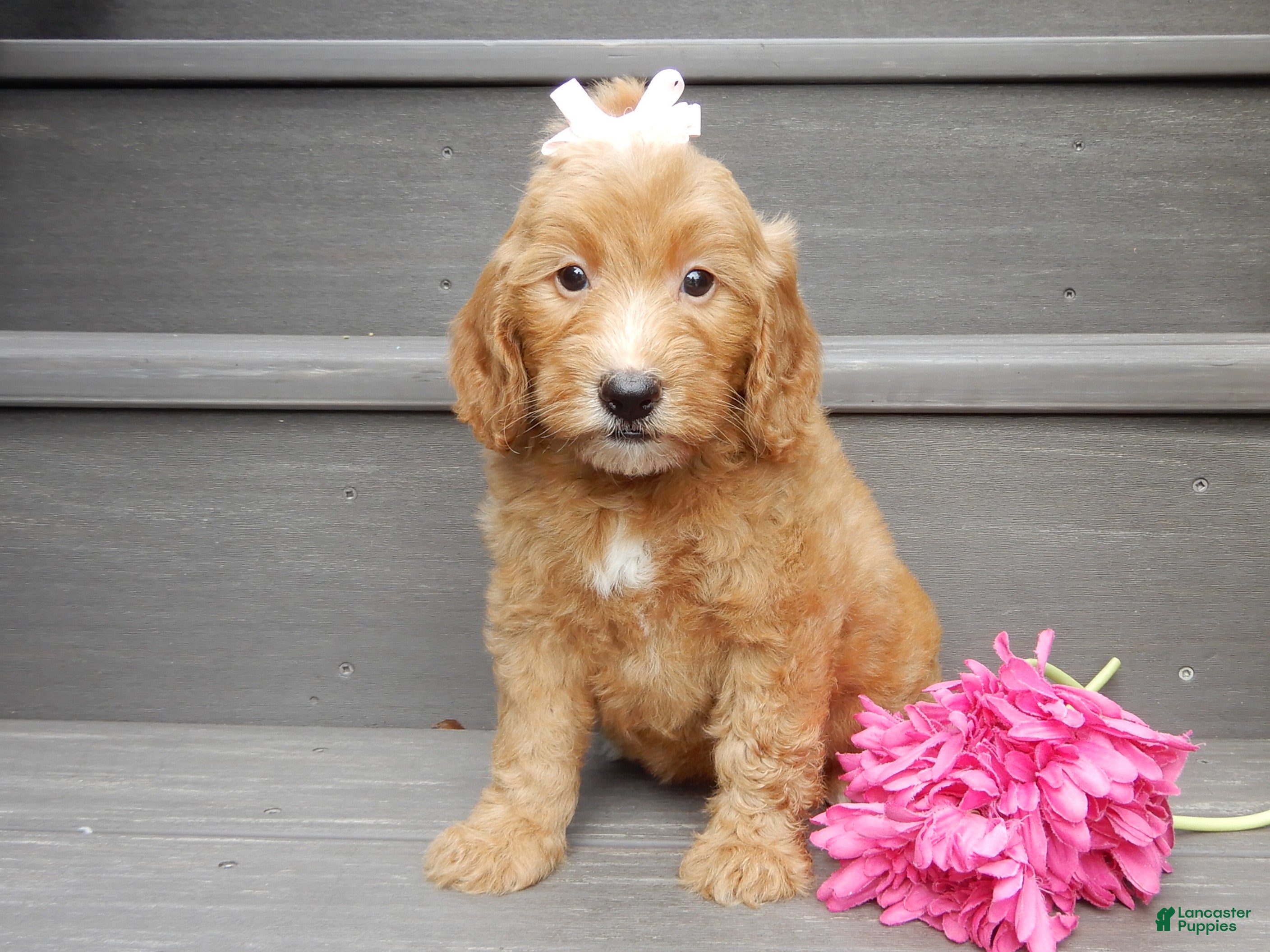 Mini Goldendoodle dogs Ginger - Ad 2