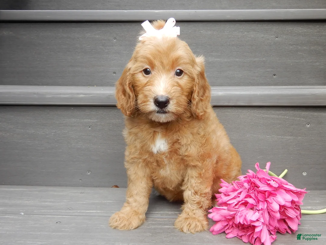 Mini Goldendoodle dogs for sale: Ginger - Ad 2