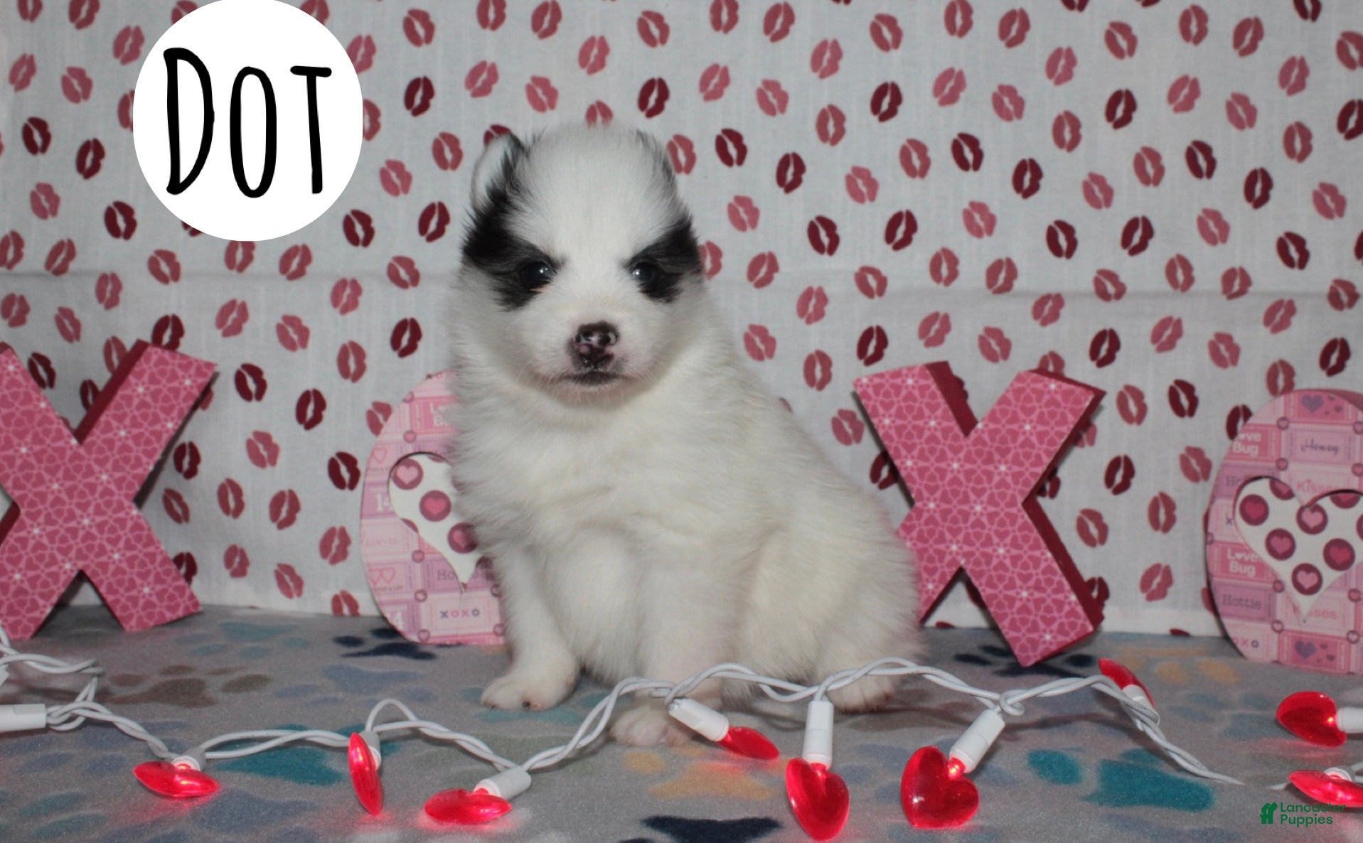 Pomsky dogs Dot - Ad 1