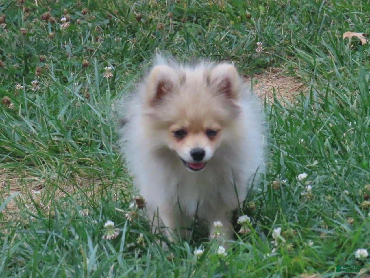 Pomeranian dogs Randy - Ad 2