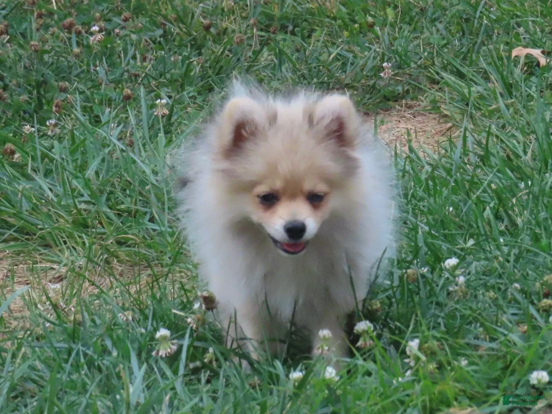 Pomeranian dogs for sale: Randy - Ad 2