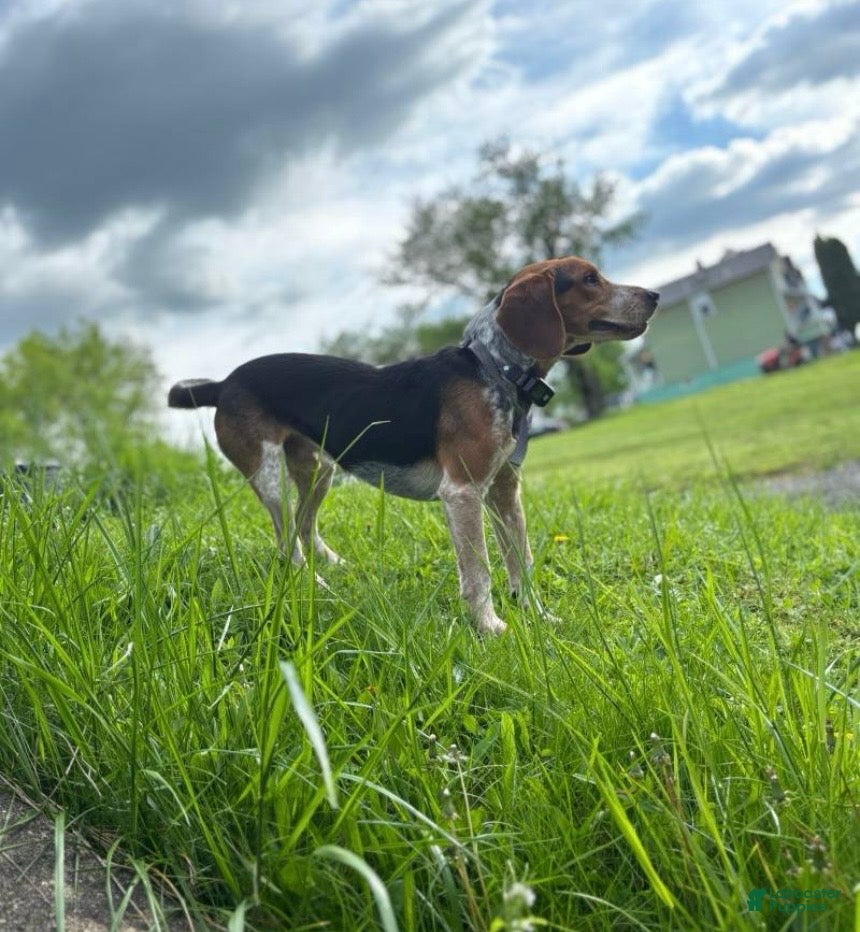 Beagle dogs Scout - Ad 38