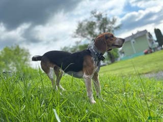 Beagle dogs Scout - Ad 39