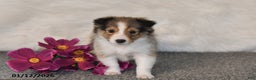Shetland Sheepdog dogs for sale: Maggie - Ad 3