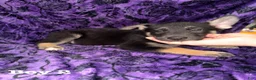 Mixed Breed dogs for sale: Boy 2 - Ad 2