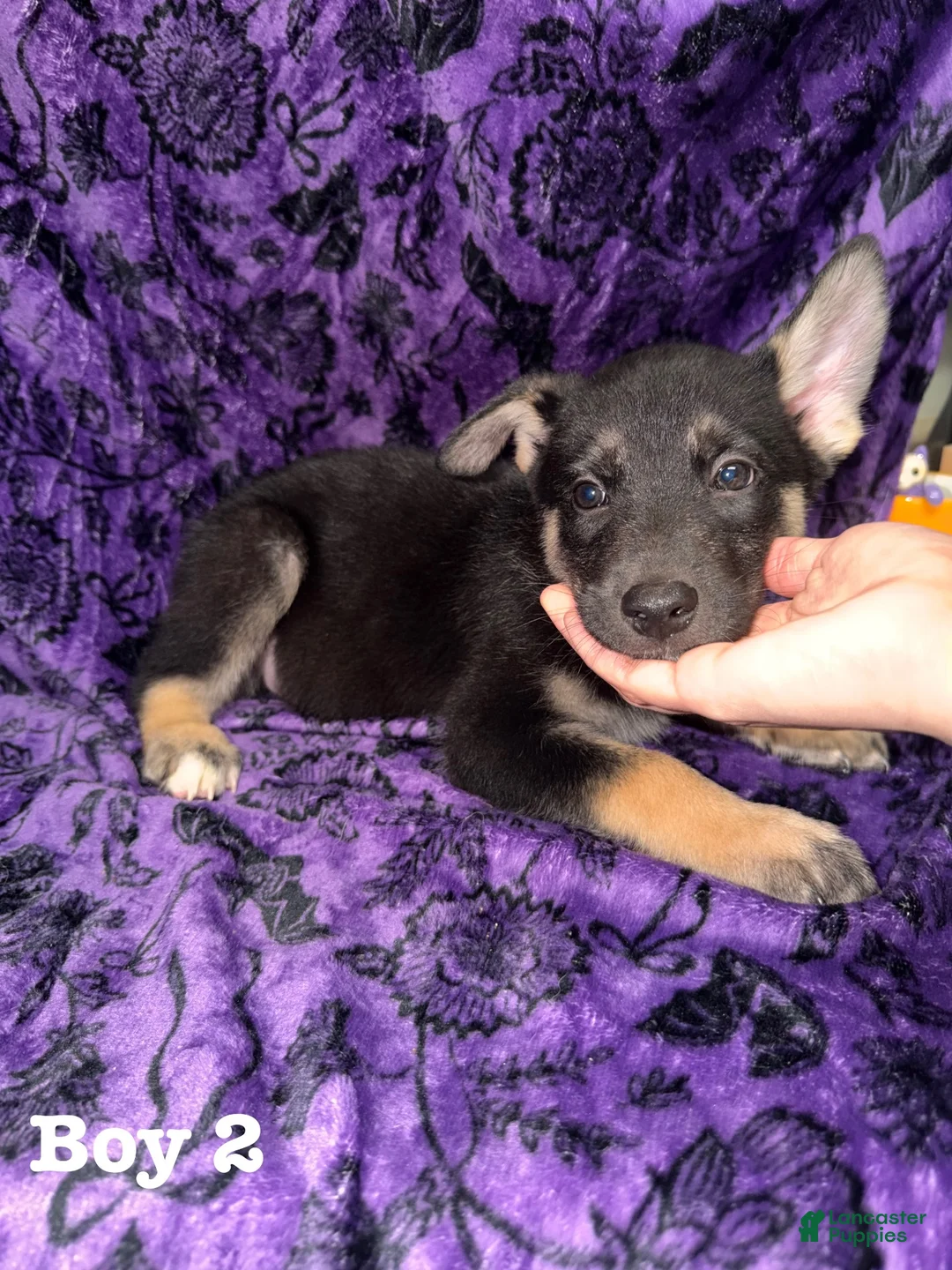 Mixed Breed dogs for sale: Boy 2 - Ad 2