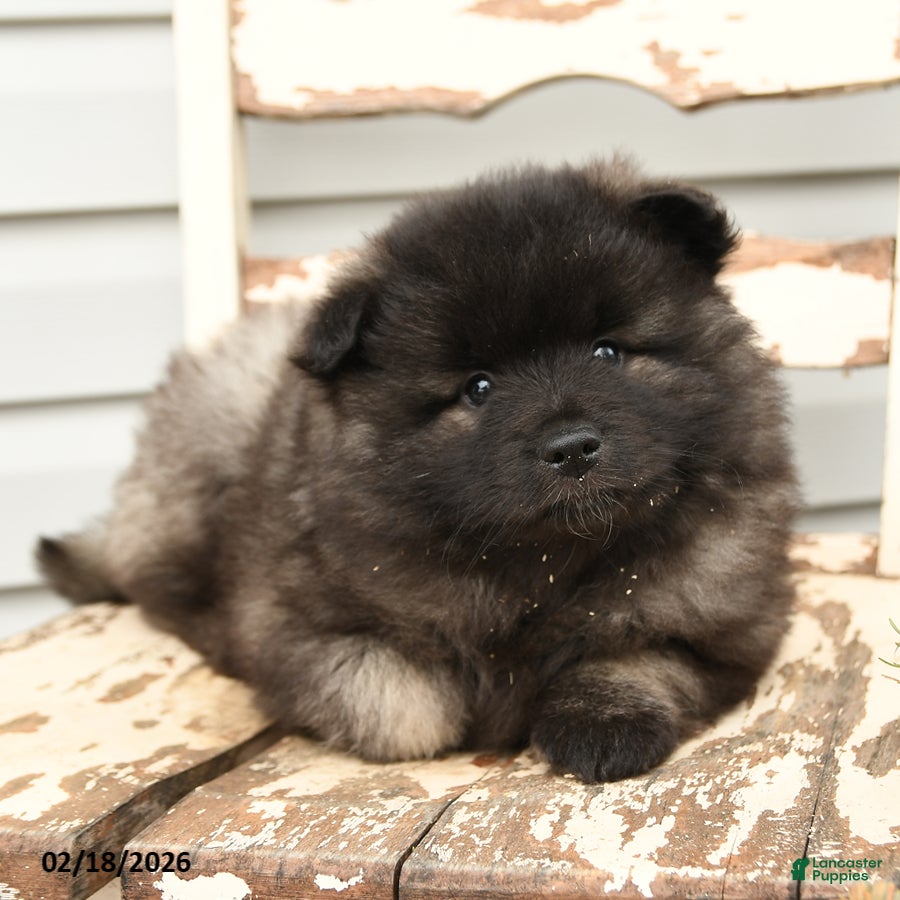 Keeshond dogs Piper - Ad 1