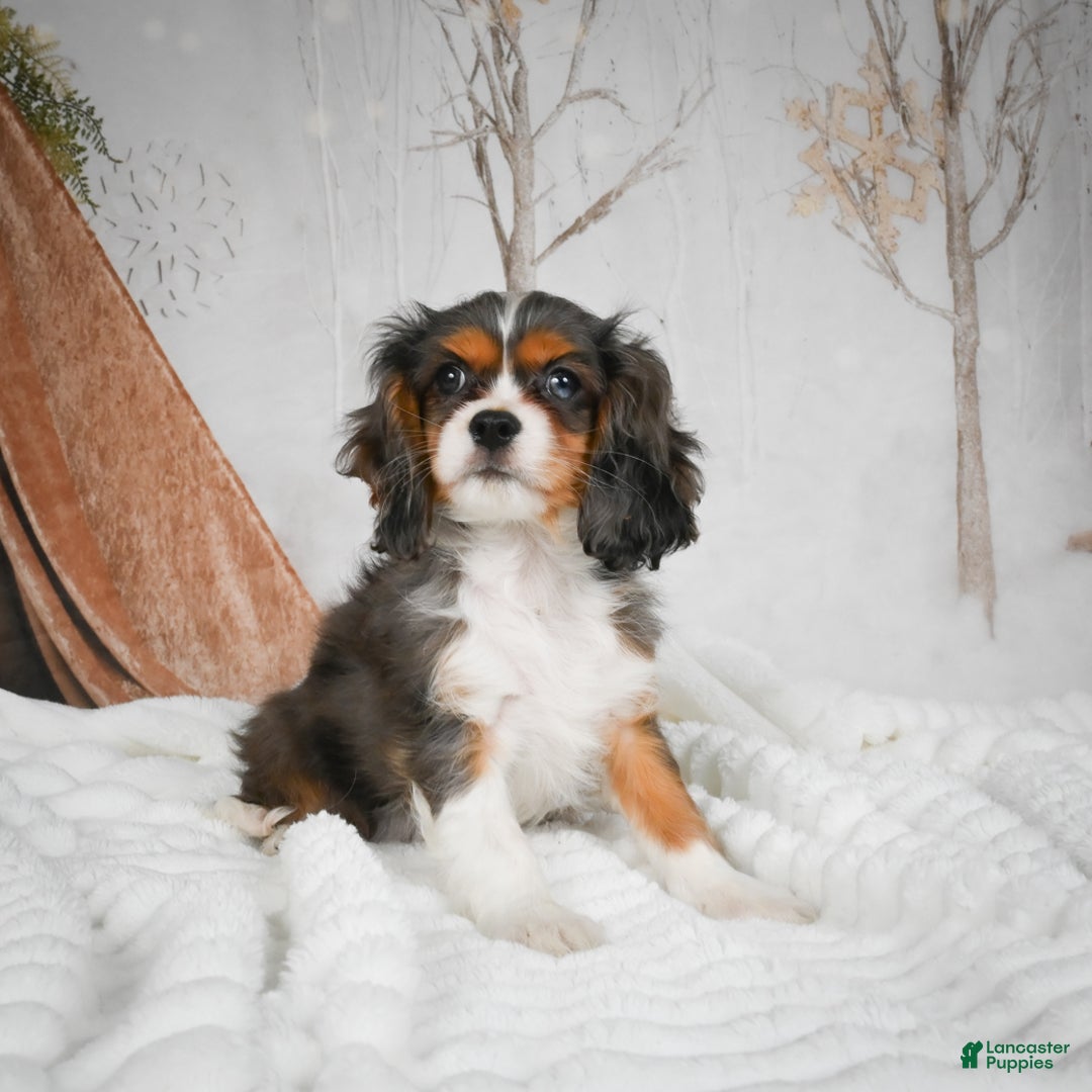 Mixed Breed dogs for sale: Mario - Ad 2