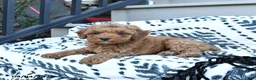 Toy Poodle dogs for sale: Freddie  - Ad 3