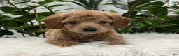 Mini Goldendoodle dogs for sale: Darcy  - Ad 5