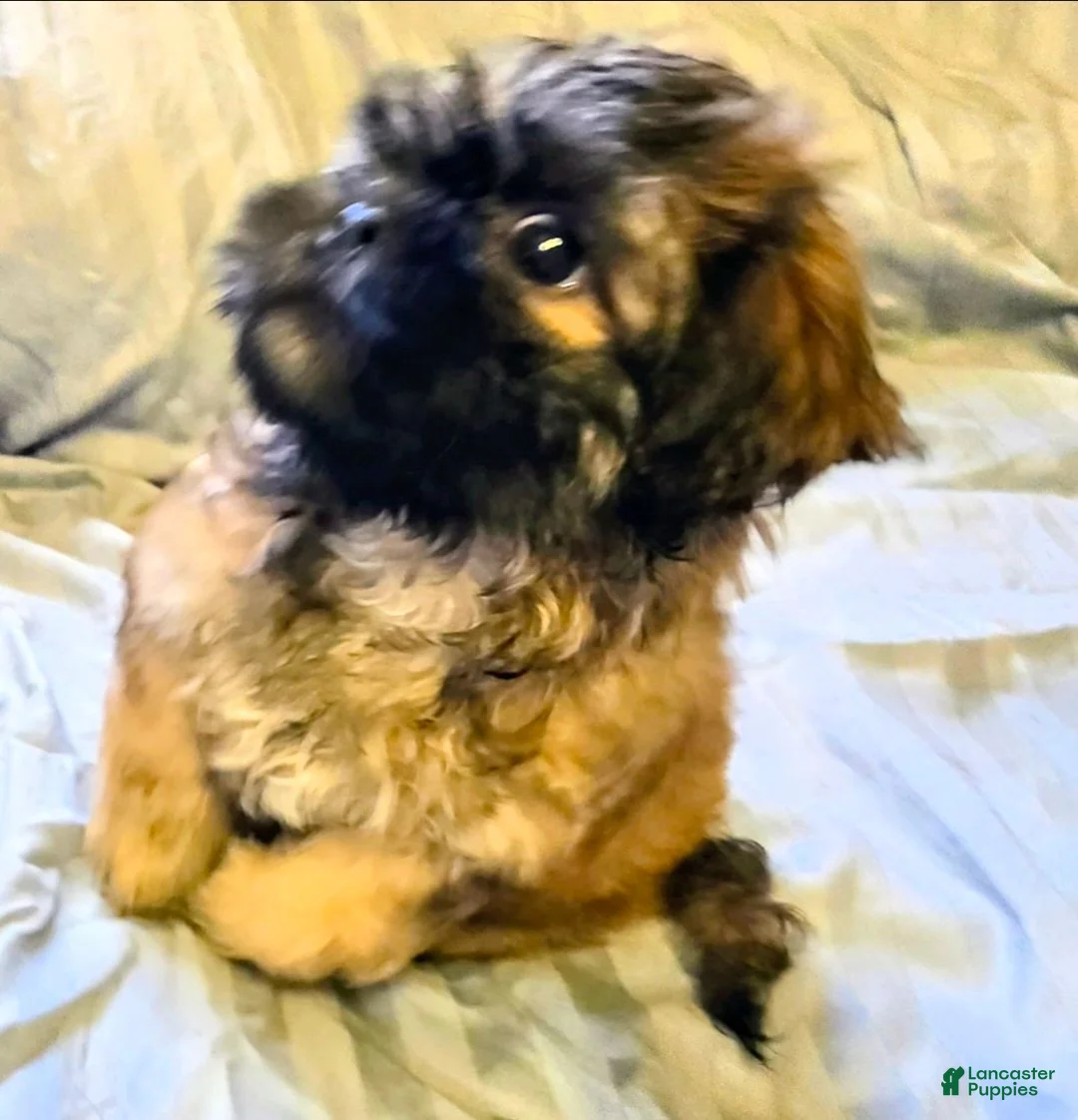 Teddy Bear dogs for sale: Ebby - Ad 7