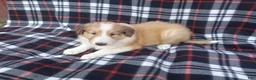 Collie dogs for sale: Cruz - Ad 3