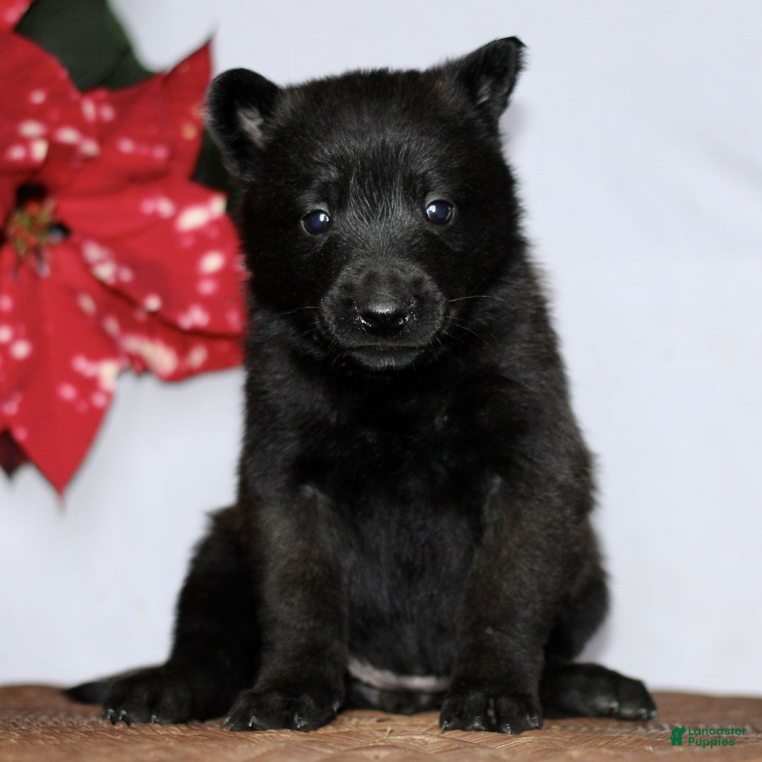 Belgian Malinois dogs for sale: Alyssa  - Ad 7