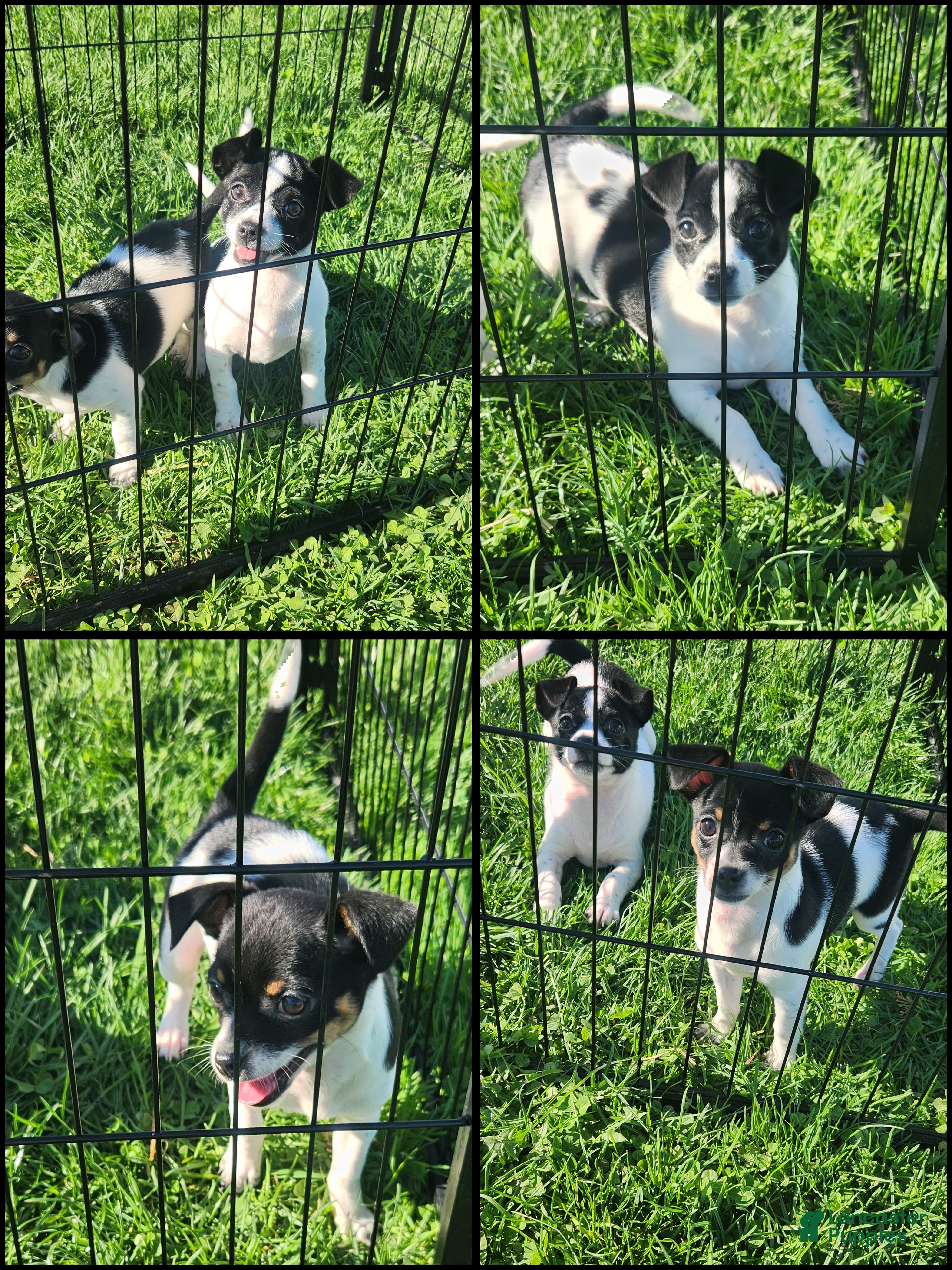 Chihuahua dogs for sale: Desiree - Ad 2